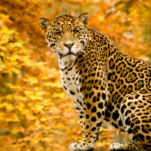 Jaguar sitting in leaves