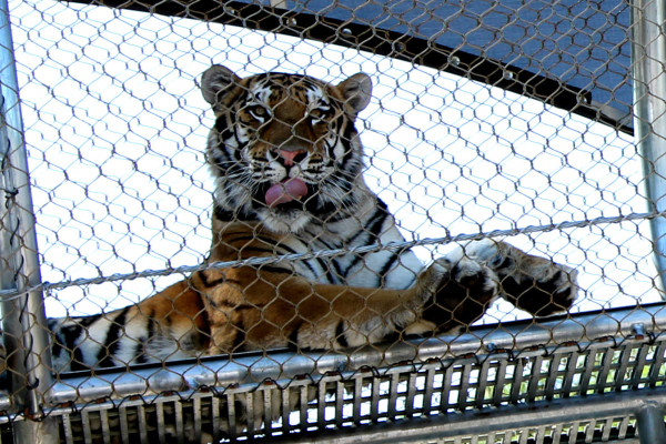 tiger in big cat crossing