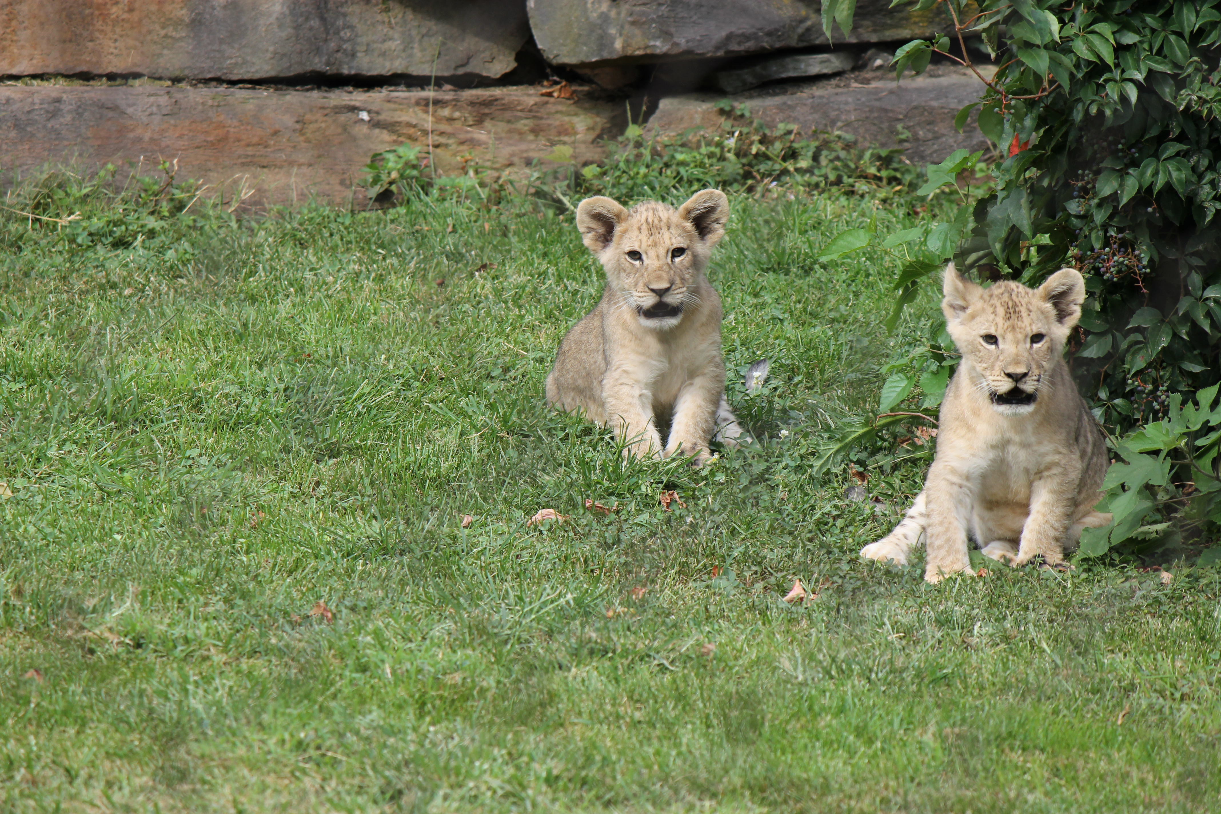 two lion cubs