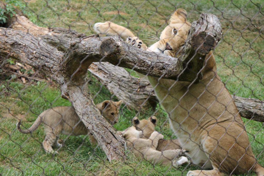 lion with cubs