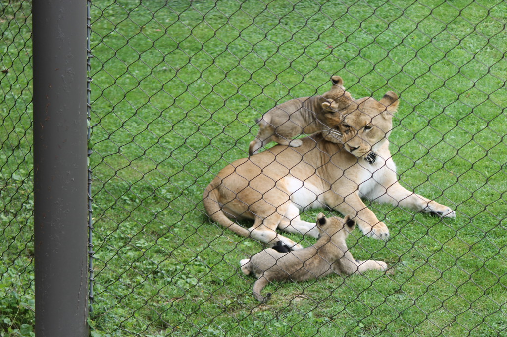 cubs climbing on mom